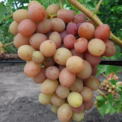 Виноград Плодовый Ливия (туба) ЦО