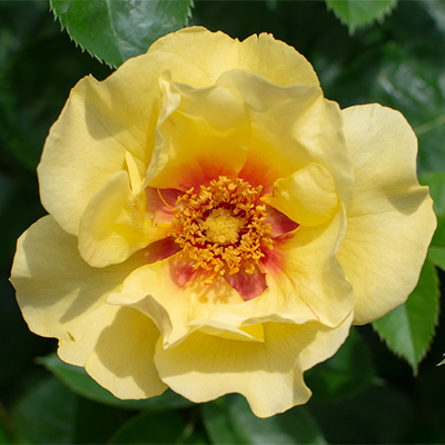 Роза парк. Айконик Лимонад ярко-желтый с пурпурно-красным пятном у основания лепестка