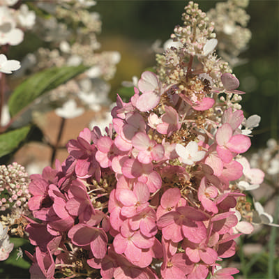 Гортензия метельчатая Бэби Лэйс цветки белые, к осени появляются красные пятнышки, соцветие длиной 20-30 см (Люкс) (туба)