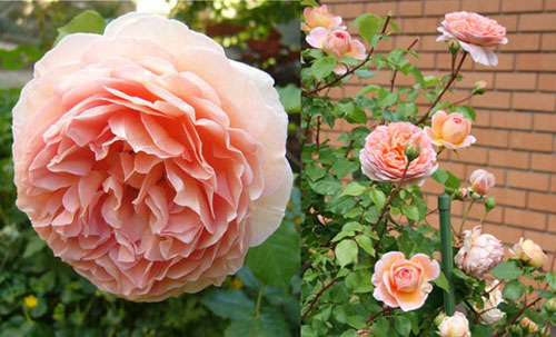 Роза шраб Абрахам Дерби махр, нежно-розов с медово-янтарным оттен в центре h-120-150см, d-10-14см ЭС