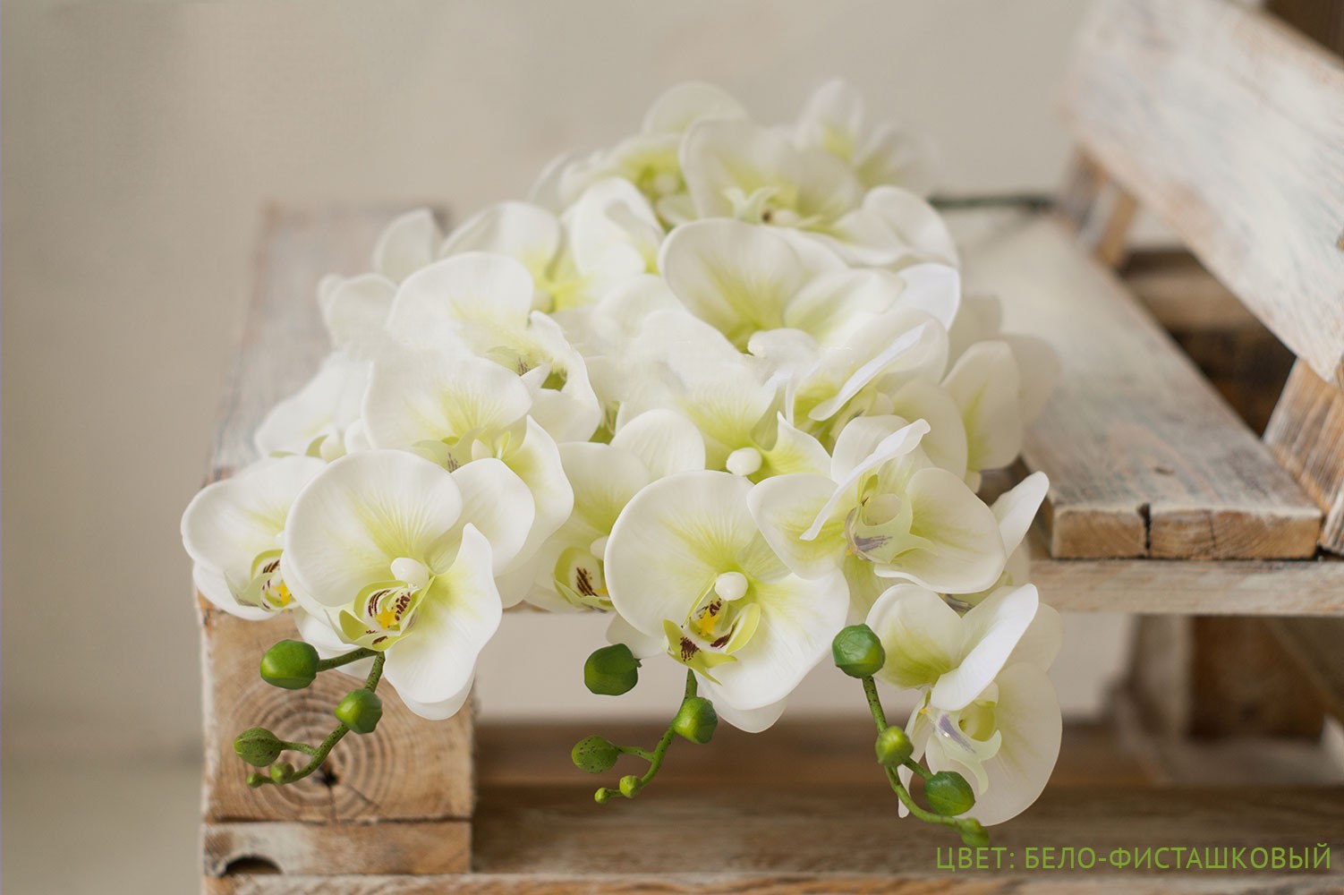 Орхидея Фаленопсис Жозель (9цветков) бело-фисташковая h-96см Арт004