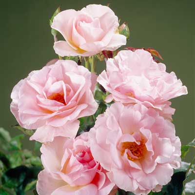 Роза миниат. Пинк Морсдаг розовый