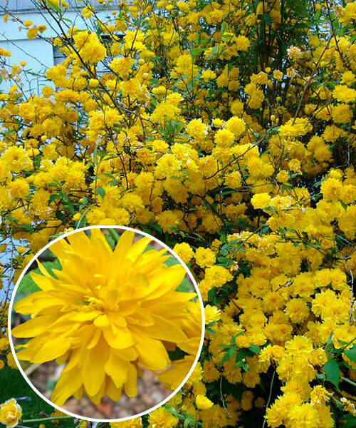 Керрия японская Пленифлора цветки золотисто-желтые (туба)