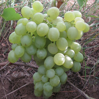 Виноград Плодовый Белое Чудо (туба) ЦО