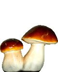 Белые грибы пара 14*12см 12008 Мт