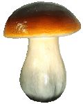 Белый гриб большой на толстой ножке 12010 Мт