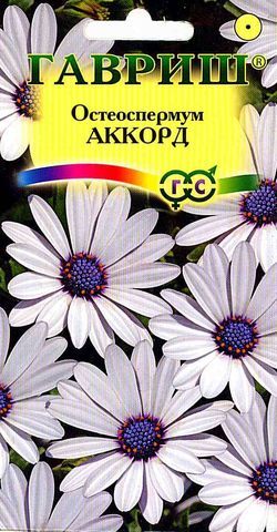 Остеоспермум Аккорд белый, 70-100см, однол 0,1гр Гавриш/ЦВ