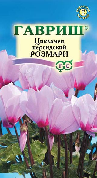 Цикламен персидский Розмари нежно-розовый, 15-20см 3шт Гавриш/ЦВ