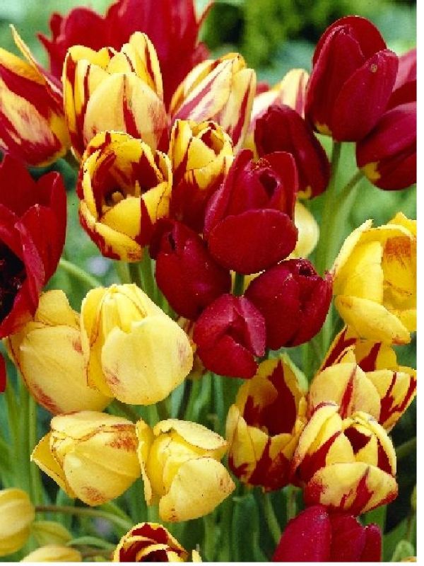 Тюльпан Многоцветковые смесь Цена за 1шт!