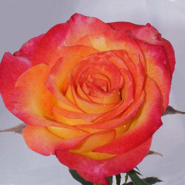 Роза ч/г Лето махровая, желтая с красно-малиновым краем h-60-80см, d-8-10см ЭС