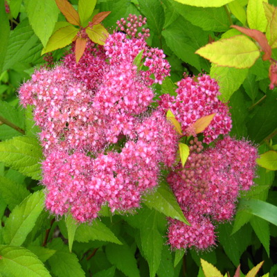 Спирея японская Голдмаунд лист желтый, цветки розовые (туба)