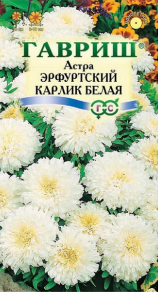 Эрфуртский карлик Белая, помпон махр, 30см 0,3гр Гавриш/ЦВ