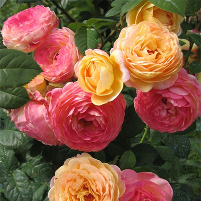 Роза парк Розоман Жанон нежно-желтый с розовыми тонами