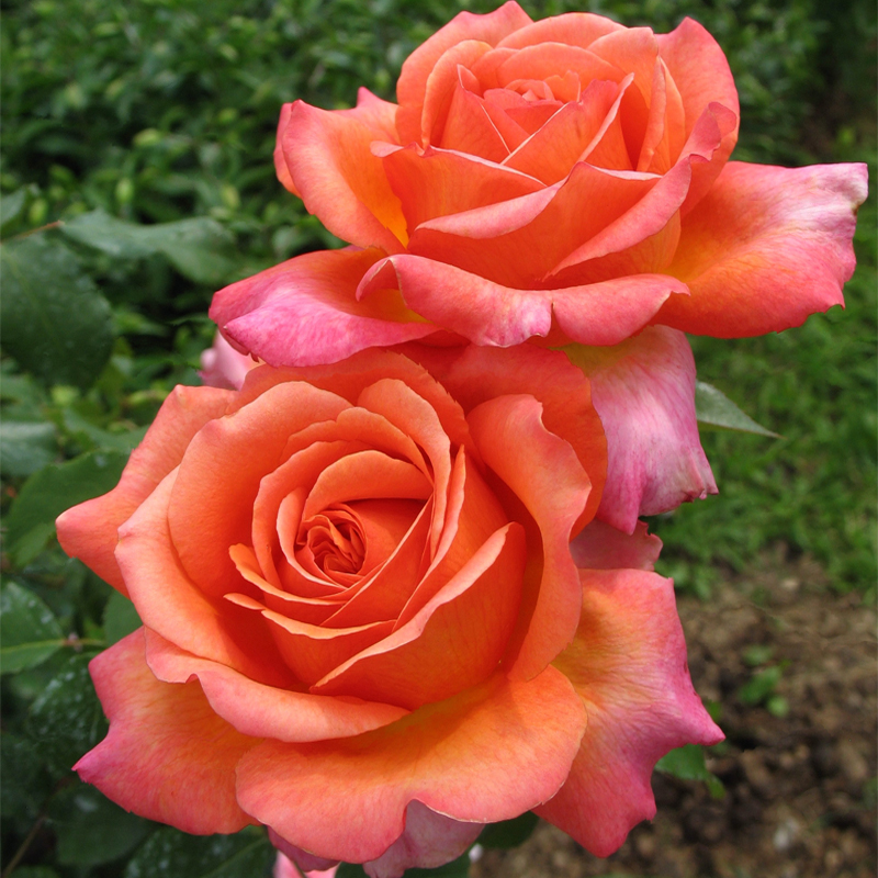 Роза ч/г Рене Госинни махр, мандариново-оранжевая с шафранными тонами, h-60-80см, d-14см