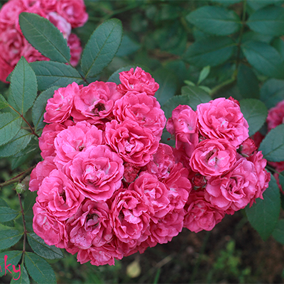 Роза мускусные гибриды Динки махр, насыщенно-розовый h-100-120см, d-3-4см