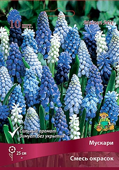 Мускари Смесь окрасок ЦЕНА за 10шт!