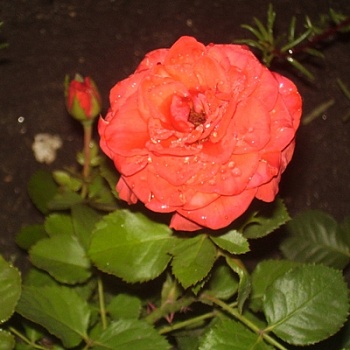 Роза миниат. Ориндж Бэбифлор махр, оранжево-красная, h-50-60см, d-4-5см