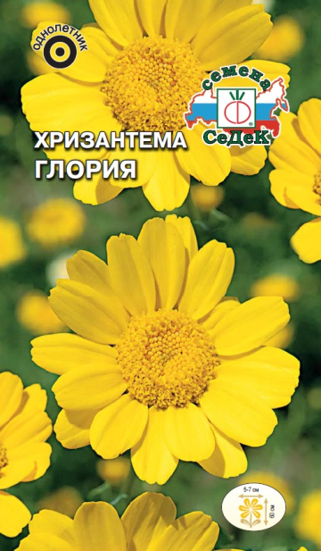 Хризантема Глория сегетум, золотисто-желтая, 60см 0,5гр Седек/ЦВ