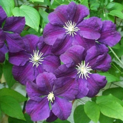 Клематис крупноцветковый Этуаль Виолетт (капер)