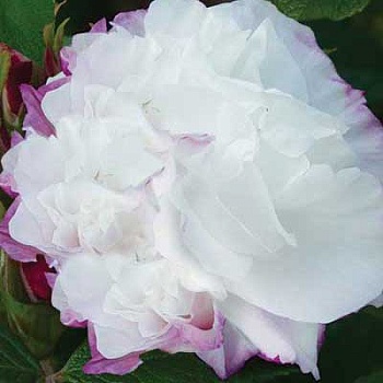 Роза канад. парк Луиза Багнет махр, белый с зеленым оттенком h-100см, d-8-9см