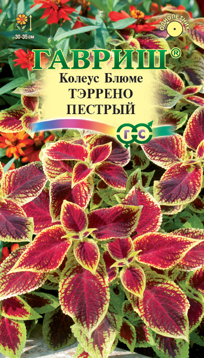 Колеус Тэррено Пестрый бордовый с зеленой оборкой, 30-35см, однол 4шт Гавриш/ЦВ