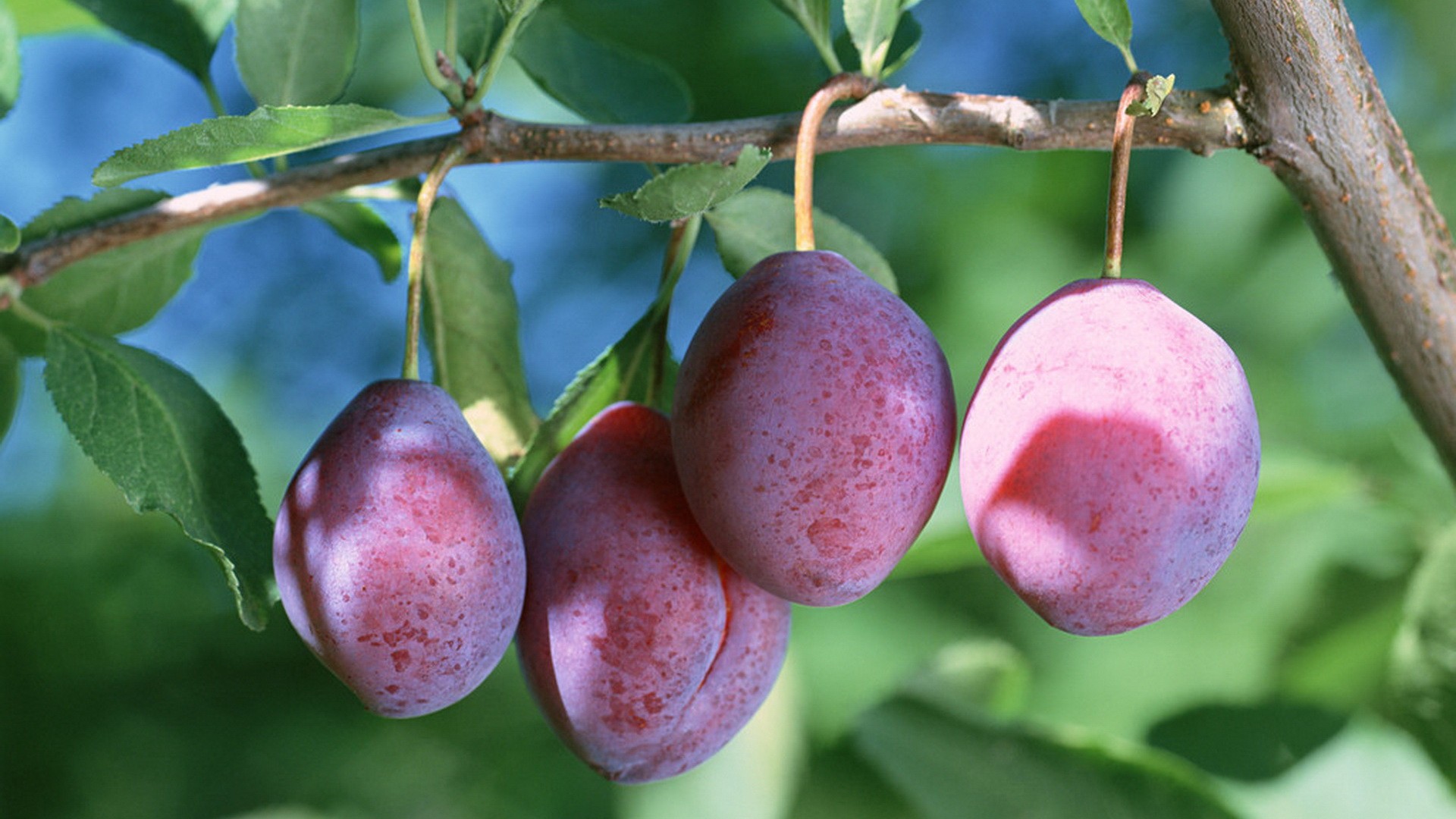 Слива 6 29. Слива ренклод теньковский. Слива стартовая. Fesch6 слива. Слива 6 29.