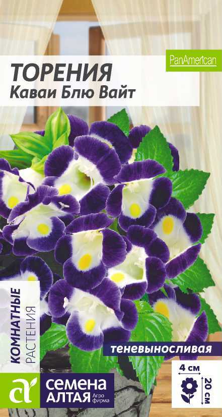 Торения Каваи Блю Вайт белые цветки с ярко-лимонным пятном и синими краями, 18-20см 5шт СА/ЦВ