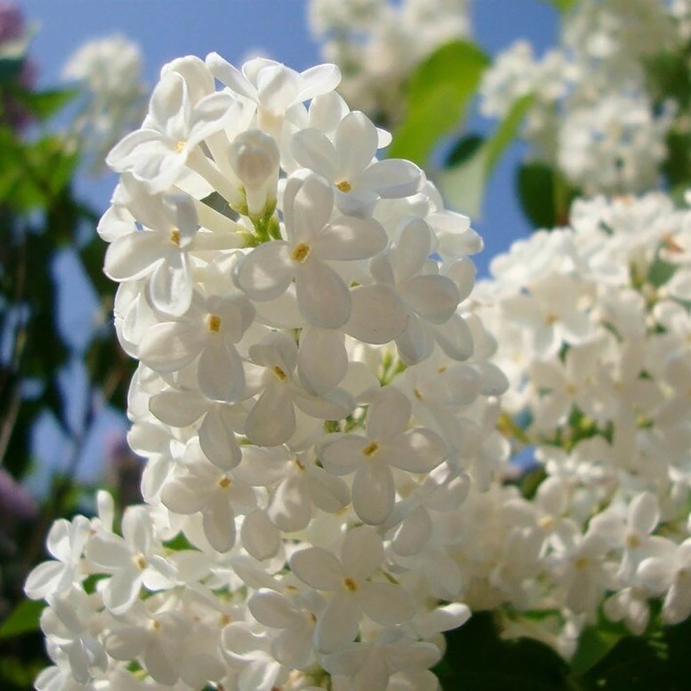 Сирень обыкновенная Мазаис Принцис цветки белые (туба)